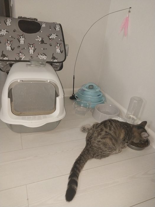 Кошку отдам хорошие руки