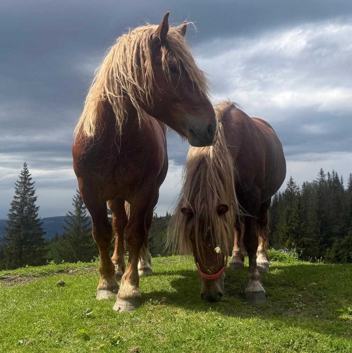 Armasar percheron