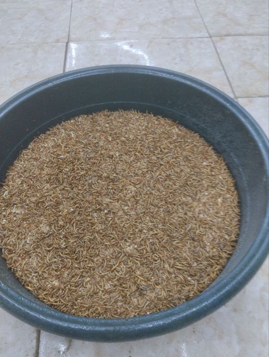 Продаю мучные черви