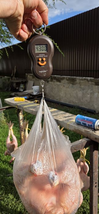 Мясо бройлера домашнего откорма