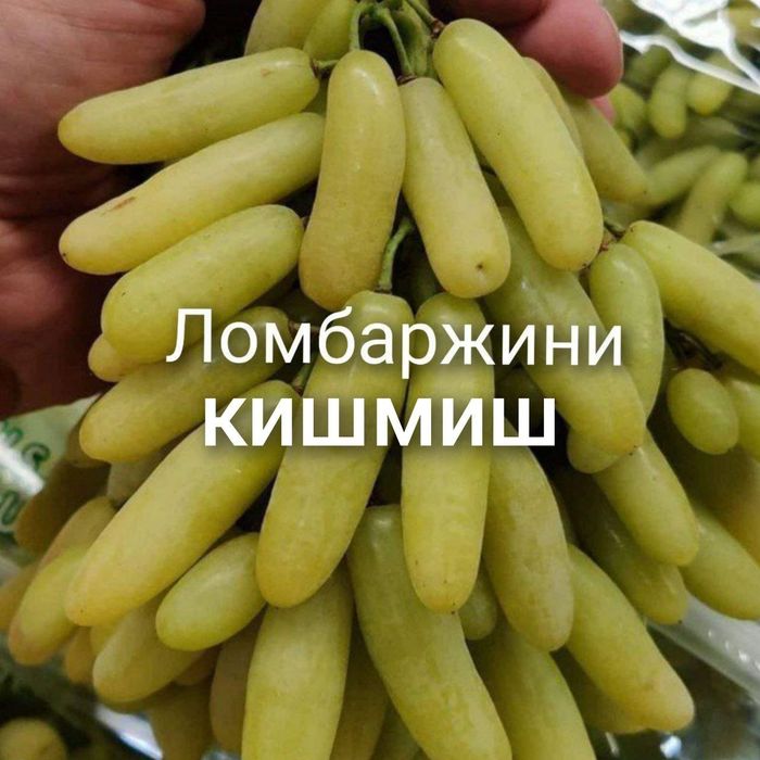 Optom Ko'chatlar navoiy xatirchida