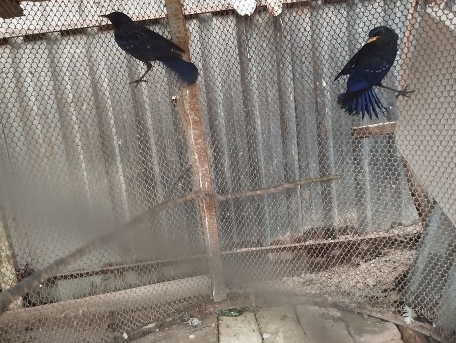 Продаются синие дрозды продаются синие дрозды около трёх месяцев держу