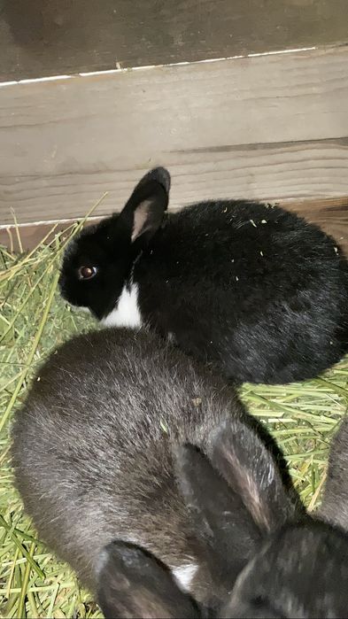 Крольчата 1месяц