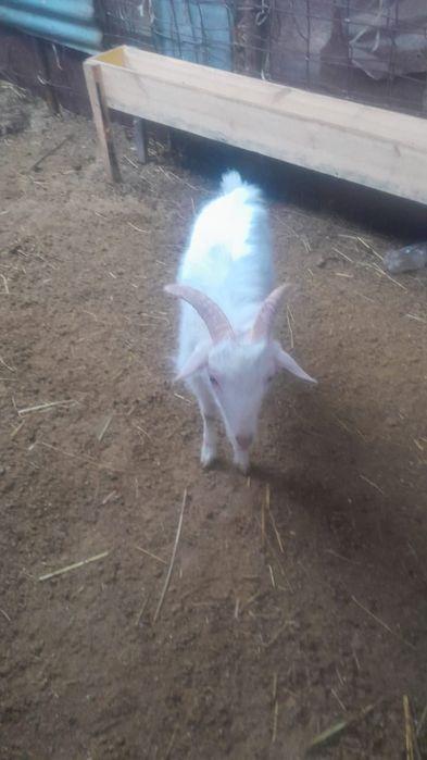 Лақ,ешкі сатылады