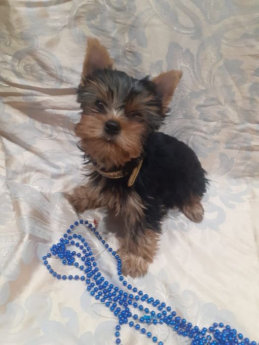 Йоркширский терьер