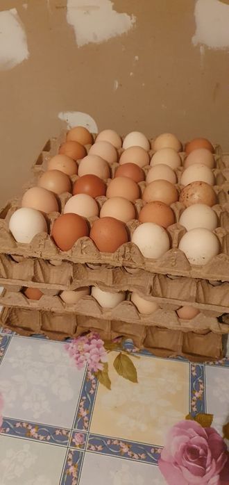 Натуральные, домашние куриные яйца