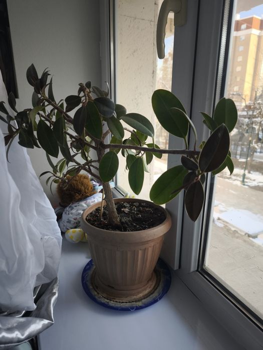 Фикус Микрокарпа (Мокламе)