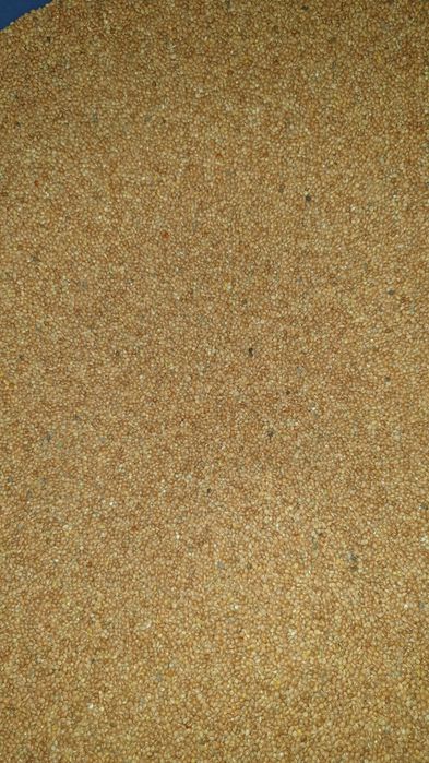 Vand Mei galben,pentru papagali