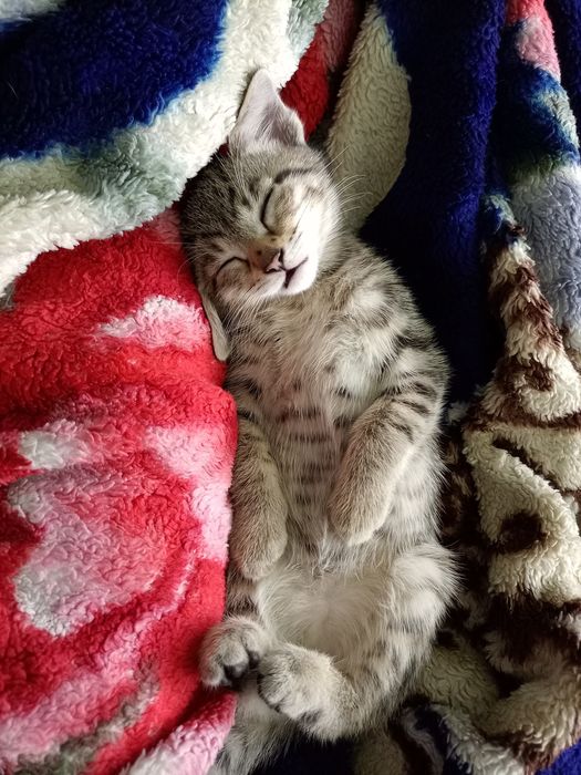 Котёнок мальчик в добрые руки.