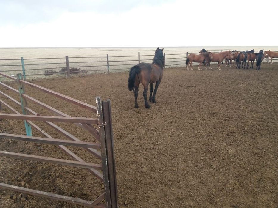 Продается табунный жеребец.