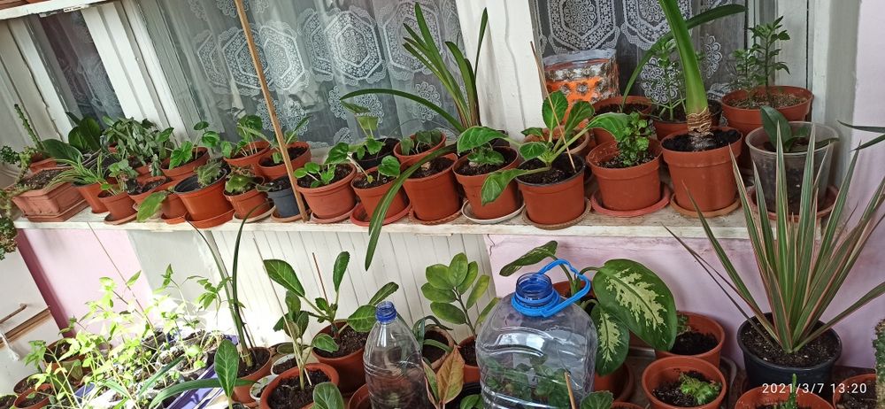 Продаются цветы комнатные