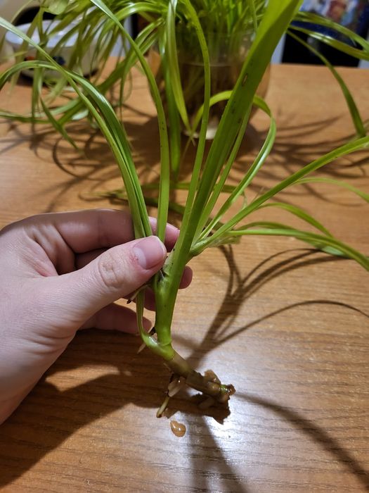 Пандаус комнатный