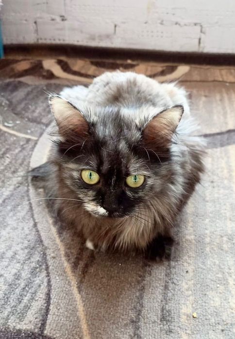 Ласковые кошечки в добрые руки