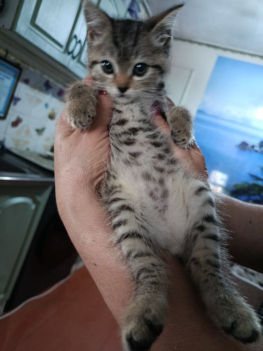 отдам котенка в добрые руки