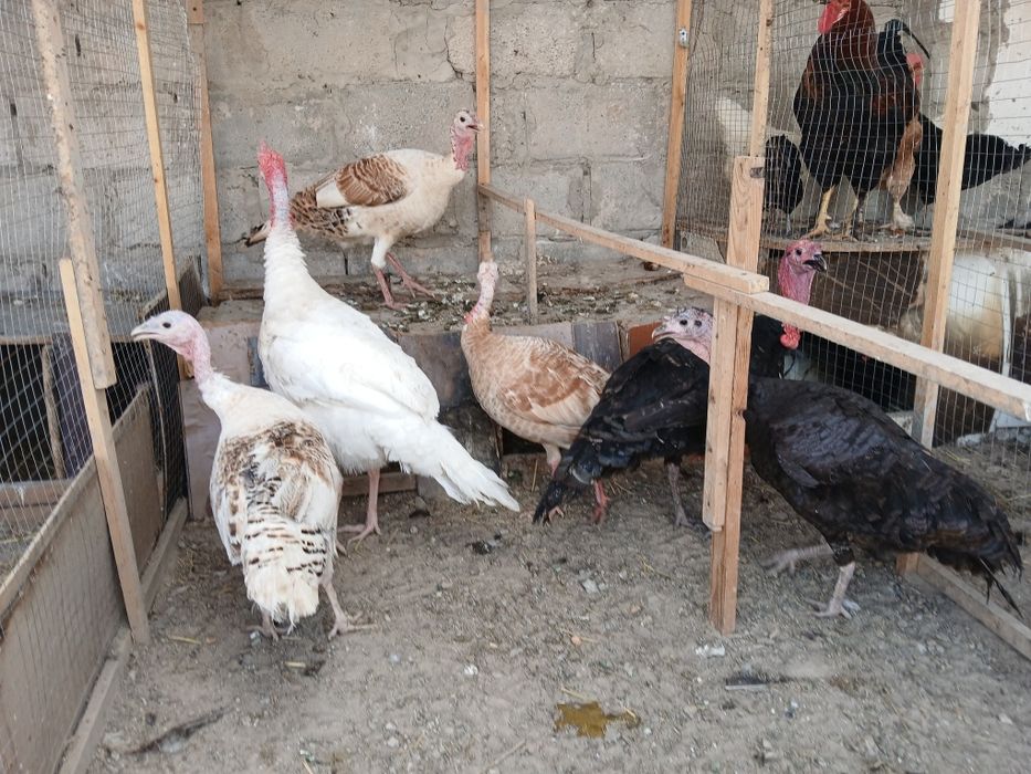 Kurkalar sotiladi modalar 400 ming narlar 500 ming sog'lom