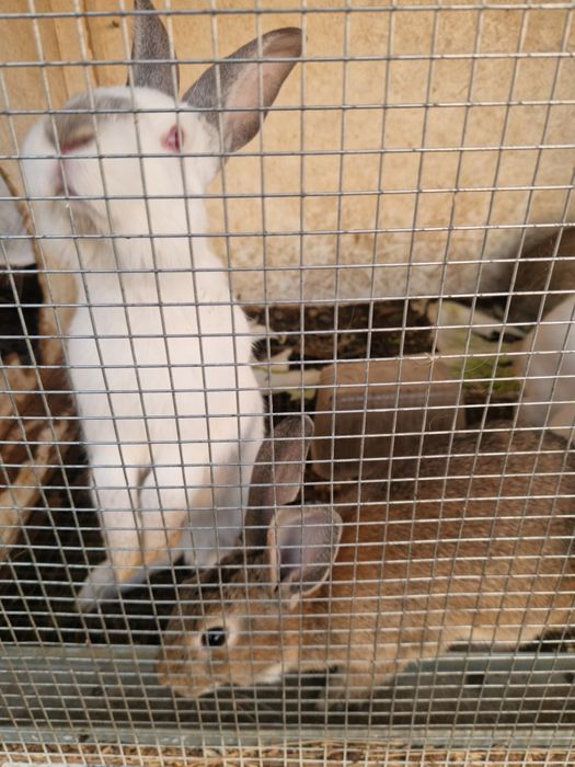 Кролики,фландер,великан