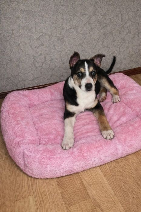 Щенок в поиске дома