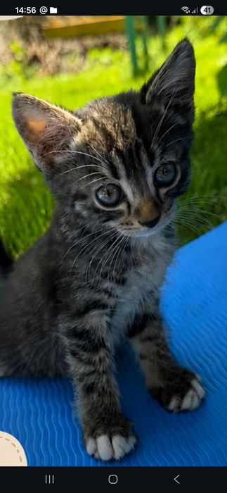 Котёнок    девочка!