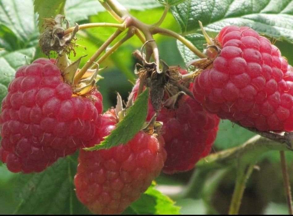 Продам саженцы малины