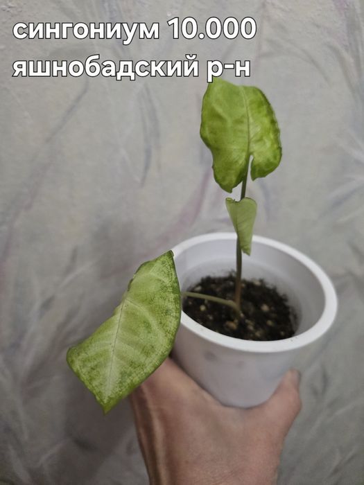 Продаю разные комнатные растения.