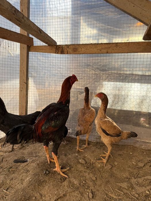 Даканы курочки даканы