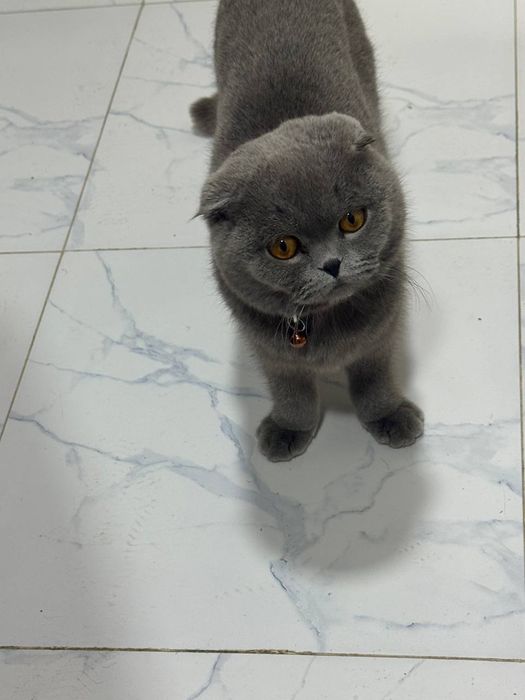 Scottish fold sotiladi