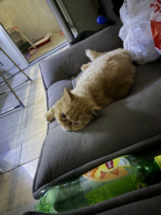 Котенок рыжий восемь месяцев