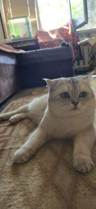 Не продаётся. Кот на вязку.