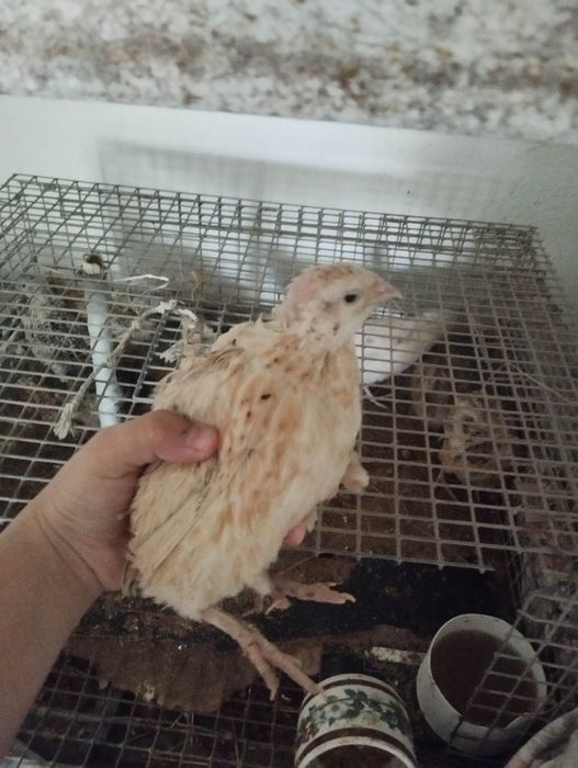 Бөдене . 9 штук  жаксы