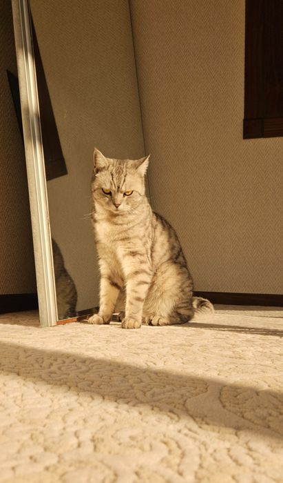 Кот продается или обмен