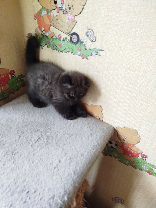 Продаются котята