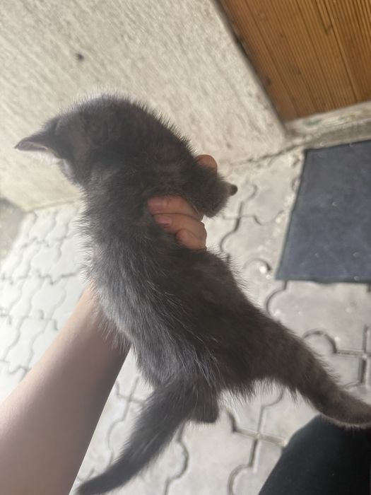 Отдам бесплатно котят