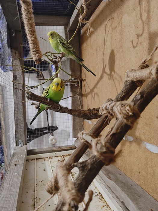 Продам Попугаев Волнистые