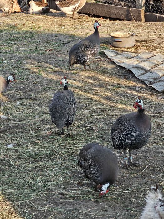 Oua de bibilica disponibile