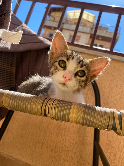 Котенце момче, 2 месеца