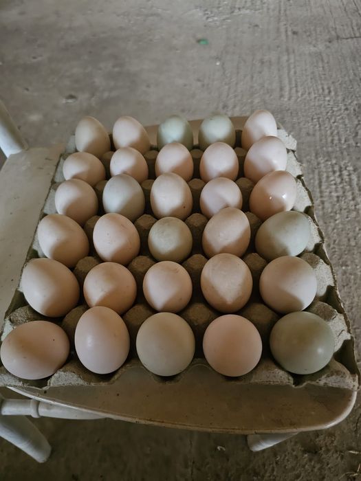 Oua de rață proaspete