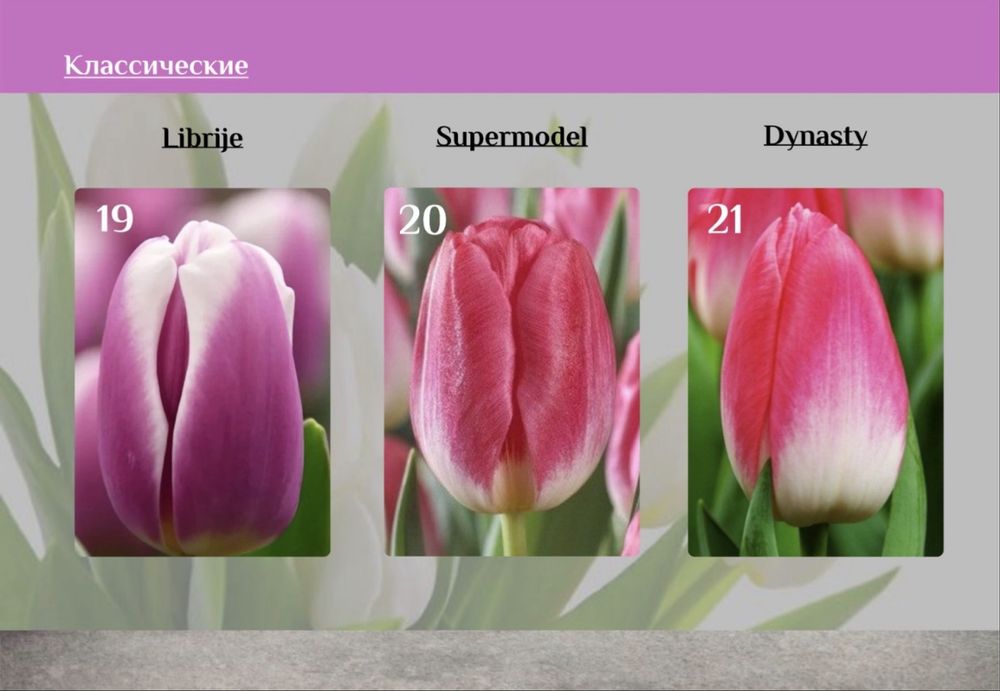 Тюльпаны ОПТОМ от 395тг‼️‼️‼️