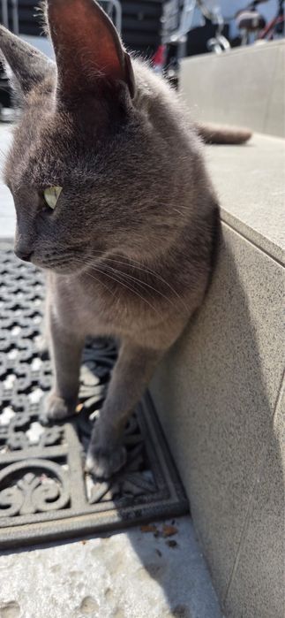 Pisica spre adoptie