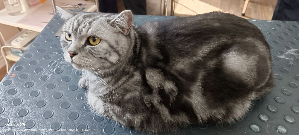 Животные кошки и собаки