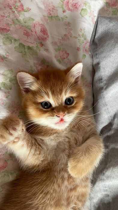 Продаётся котёнок