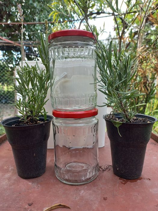 Предлагам ЛАВАНДУЛИ в контейнери.