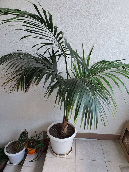 Палма Кенция, Хауея, Howea forsteriana