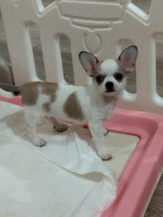 В продаже щенок Чихуахуа.