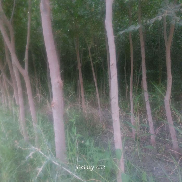 Сада кайрагоч Sada Qayragʻoch