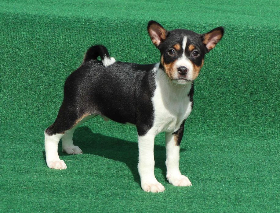 Basenji deosebit cu pedigree