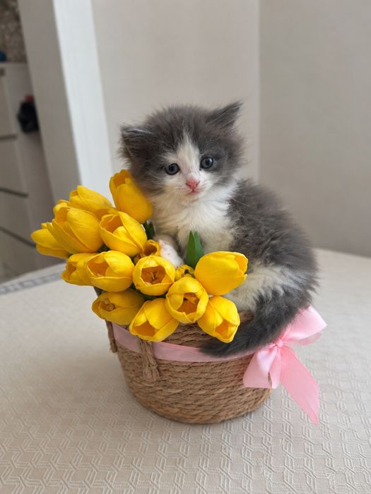 Котенок в добрые ручки !
