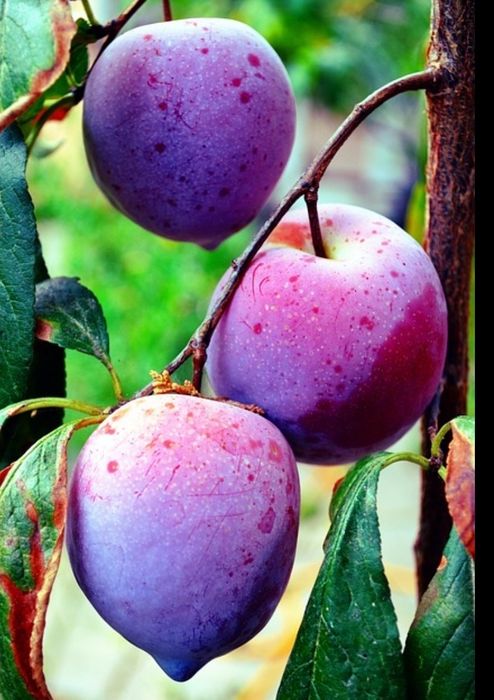 Prune de vanzare