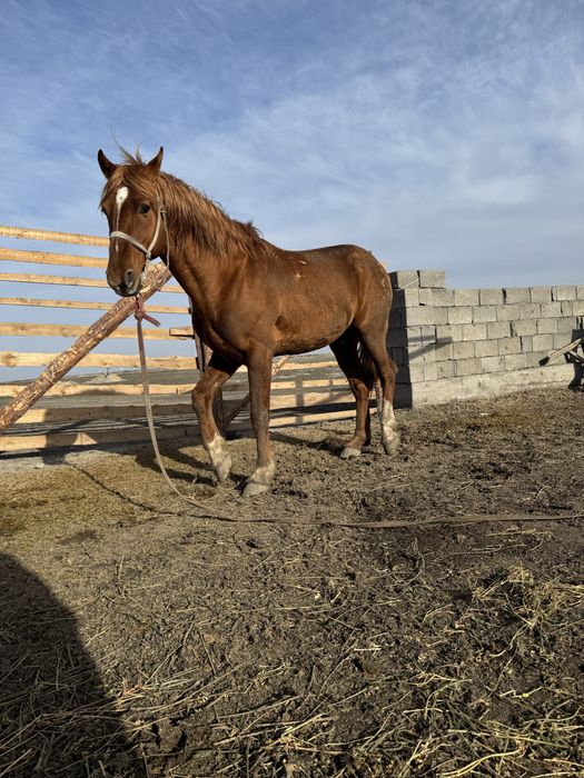 Қаршыға көкпар жылқы сатылады