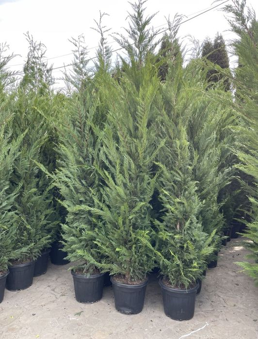 Leylandii 2.3m - 2.5m la super oferta/ calitate extra/ oferim livrare