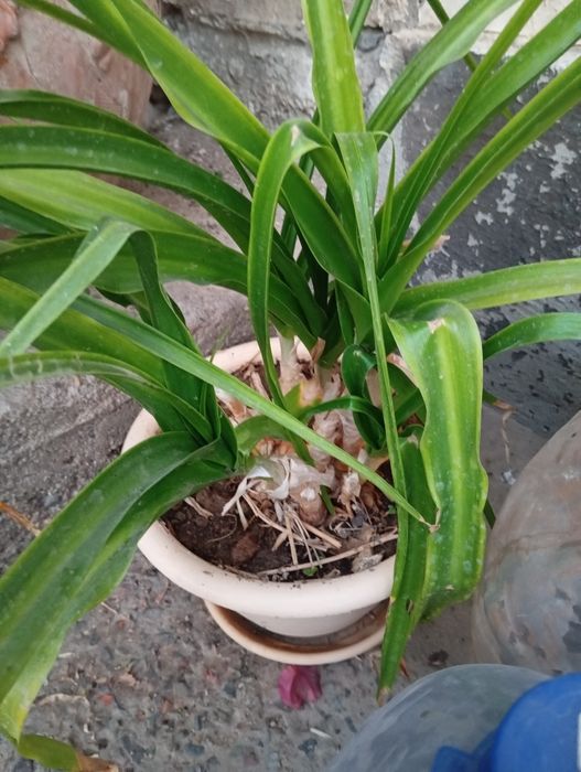 Кринум продаю большой